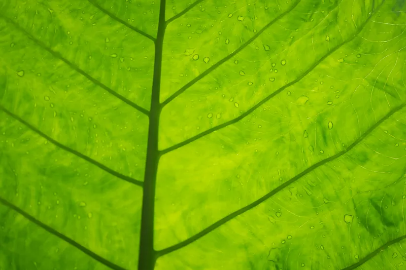 Leaf I, Eden Project. 2019.